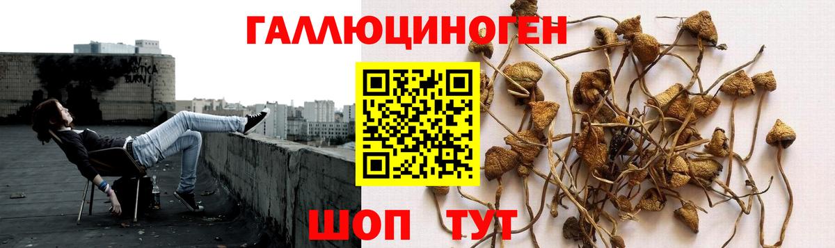 Галлюциногенные грибы Psilocybe Кизляр
